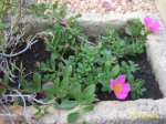 plantes_2006_002.jpg
