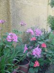 DSC00231.JPG