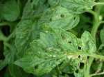 Tomates enfermos.jpg