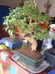 DSCF3359.JPG