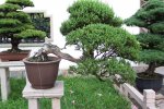 shangai_018_jpg.jpg