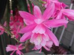 disocactus phyllantoides.jpg