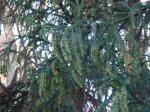 DSC00467.JPG
