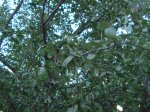 DSC00521.JPG