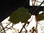 DSC00530.JPG
