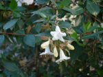DSC00545.JPG
