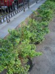 DSC00563.JPG