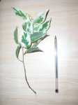 EsquejeFicusBenjVar04.JPG