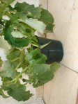 DSC01659.JPG