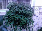 DSC00005.JPG