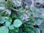 DSC00002.JPG