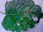 DSC00004.JPG