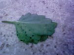 DSC00006.JPG