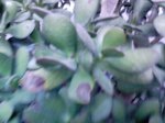 DSC00010.JPG