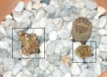 LITHOPS_1.JPG