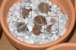 LITHOPS_2.JPG