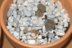 LITHOPS_3.JPG