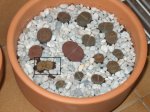 LITHOPS_4.JPG