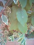 FICUS5.jpg
