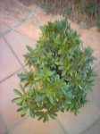 image_00079.jpg