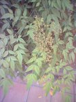 image_00073.jpg