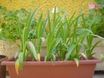DSC00155.JPG