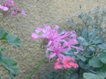DSC00232.JPG