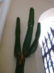 cactus.JPG
