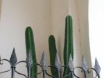 cactus_2.JPG