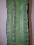 cactus_3.JPG