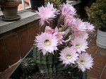 foto flors2.jpg
