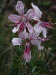 D. hispanicus.JPG