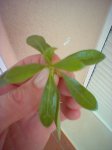 image_00084.jpg