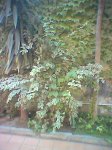 FICUS_quizas.jpg