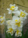 Narciso doble 1.JPG