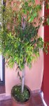 arbol 1.jpg