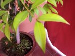 arbol 3.jpg