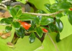 Nematanthus strigillousus 1.jpg