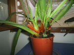 PIC_0006.JPG