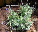 salvia chamaedris.jpg