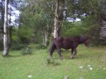 Reserva del Saja1.JPG