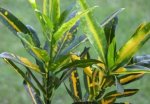 Codiaeum_variegatum_pictum_01.jpg