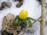flor_febrero_amarilla_1.jpg