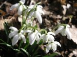 flor_febrero_blanca.jpg