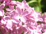 lilas.jpg