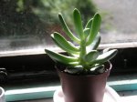 cactus.jpg