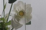 FLOR4F.jpg