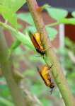 yellow-sawfly.jpg