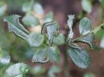 rosesawfly2.jpg