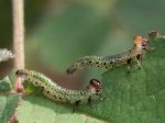 rosesawfly3.jpg